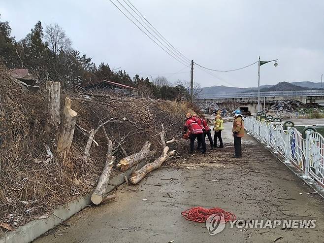 바람에 쓰러진 나무 (청주=연합뉴스) 28일 오후 청주시 상당구 문의면 도로에 가로수가 바람에 쓰러져있다. 2021.1.28 [충북 소방본부 제공. 재판매및 DB 금지] kw@yna.co.kr