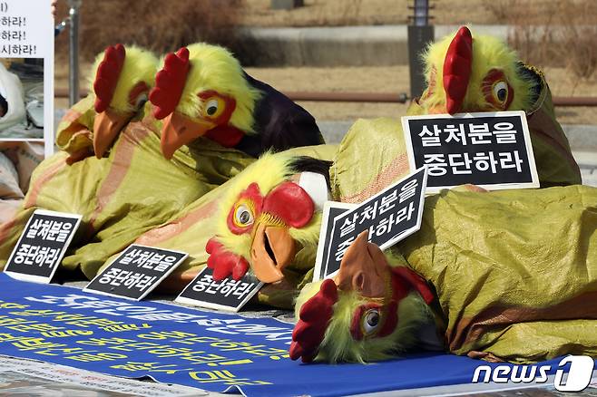 한국동물보호연합 회원들이 지난 25일 오후 서울 청와대 분수대 앞에서 열린 '조류인플루엔자(AI) 생매장 예방적 살처분 중단과 동물복지, 예방백신 실시를 촉구하는 기자회견'에서 닭가면을 쓰고 퍼포먼스를 하고 있다. 2021.1.25/뉴스1 © News1 황기선 기자