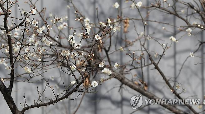 1월에 핀 매화 포근한 날씨를 보인 지난 25일 오후 경남 창원시 마산합포구 월포동 한 아파트 단지에 매화가 펴 시선을 끌고 있다. [연합뉴스 자료사진]