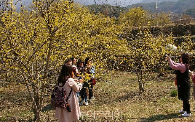 2019년 산수유꽃 축제