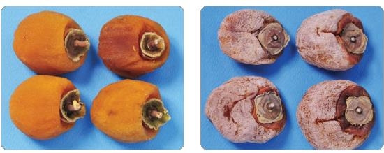 국산 곶감(왼쪽)과 중국산 곶감 (서울=연합뉴스) 국산은 과육에 탄력이 있고 밝은 주황색으로 꼭지가 동그란 모양으로 깎여 있다. 중국산은 과육이 딱딱하거나 물렁하고 탁한 주황색을 띠며 꼭지가 네모난 모양으로 깎여 있다. 2021.2.1  [농식품부 제공. 재판매 및 DB 금지]