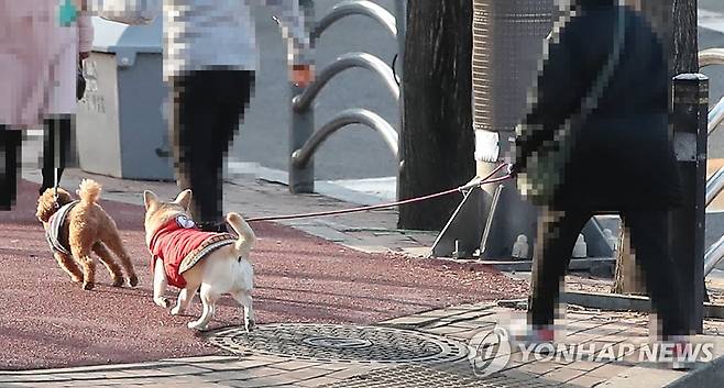 산책하는 반려견들 (서울=연합뉴스) 황광모 기자 = 24일 오후 서울 중구의 한 거리에서 시민이 반려견과 산책하고 있다. 정세균 국무총리는 이날 코로나19 중앙재난안전대책본부 회의에서 국내에서 반려동물의 신종 코로나바이러스 감염증(코로나19) 첫 확진 사례를 발표했다. 2021.1.24 hkmpooh@yna.co.kr