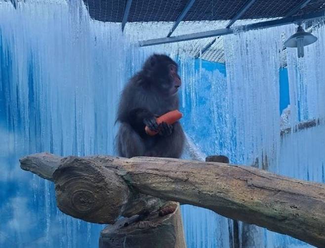 원숭이 별이가 혹한의 추위에 봉사자가 가져다 준 당근을 꼭 쥐고 있다. https://m.blog.naver.com/coiyume0324/222213588533