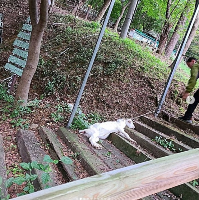 비글구조네트워크에서 공개한 대구시의 한 동물원의 염소 사진.