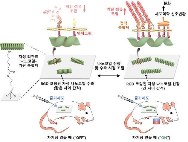 생체 내 나노코일 제어 시스템 모식도 [과기정통부 제공. 재판매 및 DB 금지]