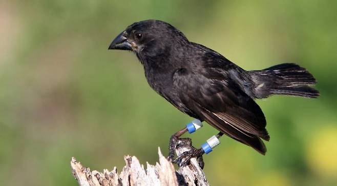 찰스 다윈에게 진화론 영감을 준 갈라파고스제도의 핀치새. 네이처 제공