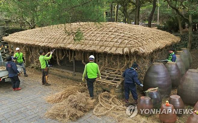 한림공원 초가지붕 잇기 '한창' (제주=연합뉴스) 박지호 기자 = 5일 오후 제주시 한림읍 한림공원 내 재암민속촌에서 공원 직원들이 한라산 기슭에 자생하는 자연 재료인 '새(띠)'를 사용해 초가지붕을 잇고 있다. 2021.2.5 jihopark@yna.co.kr