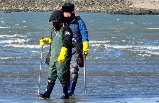 충남 서해안의 한 바닷가에서 관광객들이 일명 '빠라뽕'으로 불리는 불법도구를 이용해 개불을 채취하고 있다. 불법도구를 이용해 수산물을 채취하면 1000만원 이하 벌금이 부과된다. [사진 충남도]