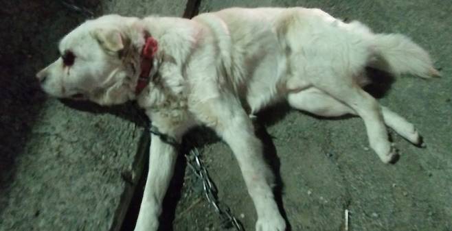 교통사고를 당해 하반신이 마비된 리트리버.사지 말고 입양하세요./사진=동물보호관리시스템