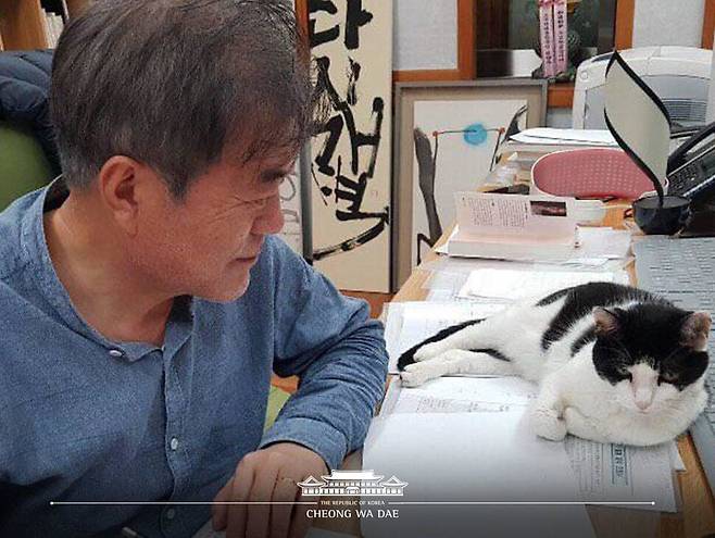 문재인 대통령의 반려묘 ‘찡찡이’가 문 대통령의 책상 위에 앉아 있다.