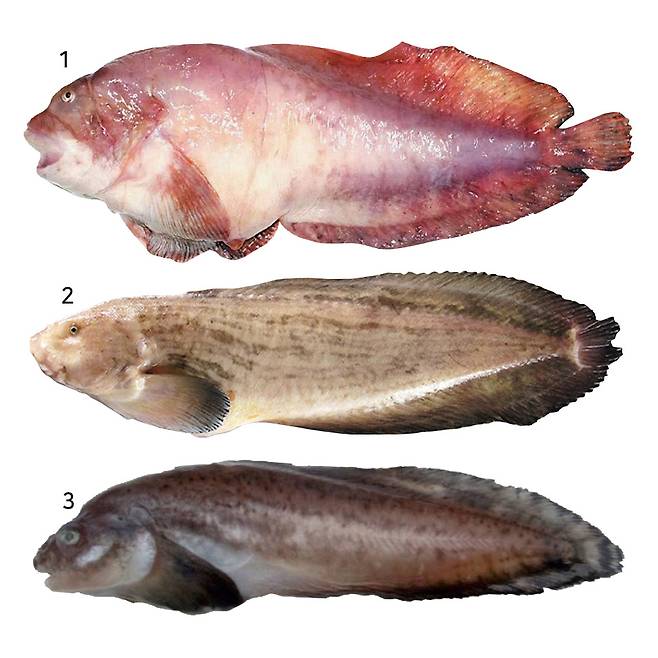 ‘곰치’로 불리는 못난이 삼총사. (위에서부터) 미거지, 꼼치, 물메기이다.