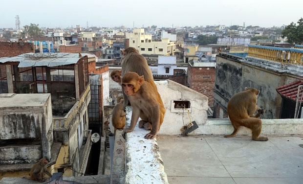 인도 바라나시 지역 가옥에 원숭이떼가 모여 있다. 사진=자료사진