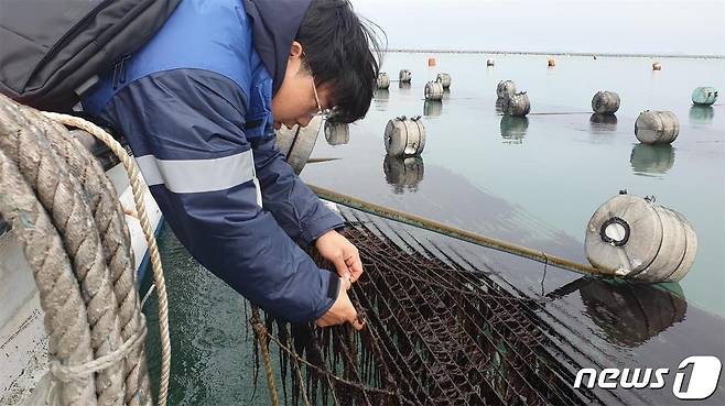 전라남도해양수산과학원은 신풍종 '햇바디 1호' 시험양식에 성공했다고 16일 밝혔다. 사진은 김 양식 모습.(전남도 제공) 2021.2.16/뉴스1 © News1 전원 기자