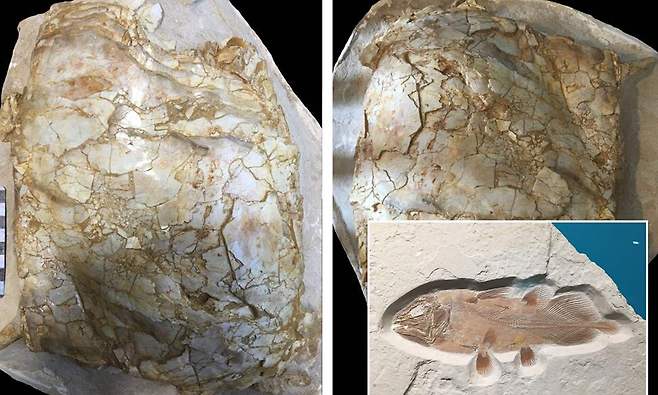 백상아리만큼 커…6600만 년 전 거대 물고기 화석 일부 발견