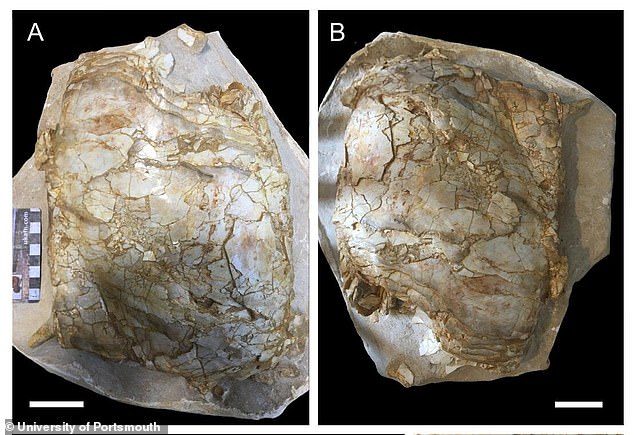 실러캔스 화석은 모로코 인산염 광산에서 처음 발견됐다.(사진=포츠머스대)