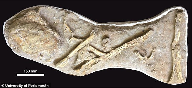 실러캔스 화석은 모로코 인산염 광산에서 익룡 화석과 함께 발견됐다.(사진=포츠머스대)