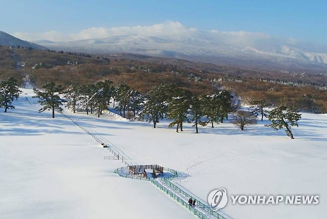 제주마방목지의 겨울 [연합뉴스 자료사진]