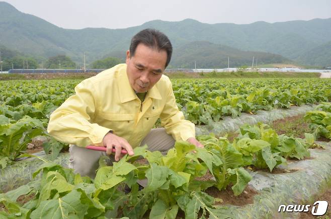 황숙주 순창군수가 지난 봄 우박 피해를 입은 순창 쌍치의 담배 밭은 찾아 안타까워 하고 있다. 황 군수는 그간 수차례의 회의 석상에서 농작물 재해보험 가입의 중요성을 강조해 왔다. 순창군은 17일 농가 보험 가입비의 90%를 지원하겠다고 밝혔다.(순창군 제공)2021.2.17/© 뉴스1