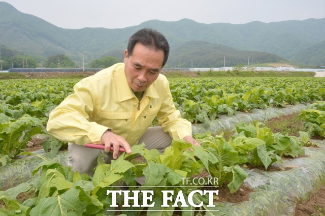 순창군이 올해부터 농작물 재해보험의 가입 보험료를 추가 부담해 농가들의 부담을 대폭 줄이기로 했다. 황숙주 군수가 농작물을 확인하고 있다. /순창군 제공