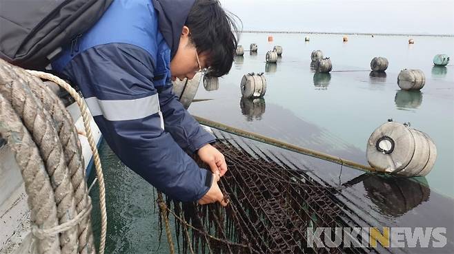 전남도해양수산과학원은 기존 잇바디돌김보다 생산량과 생산소득이 2배 높은 신품종 ‘햇바디1호’를 전국 최초로 시험양식에 성공했다.[사진=전남도해양수산과학원]