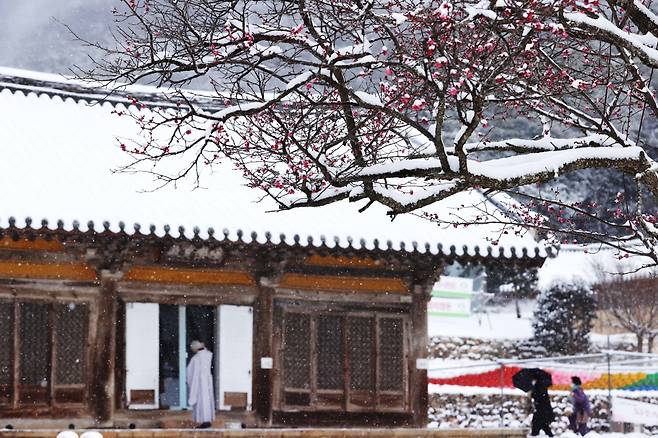 강진군 성전면 국보 사찰인 무위사 마당의 핀 홍매화에 눈이 쌓여 있다.