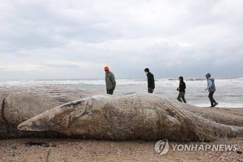 죽은 채로 해변에 밀려온 길이 17ｍ의 긴수염고래 새끼 [epa=연합뉴스]