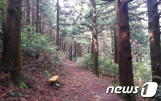 고흥 나로도 편백숲© News1DB