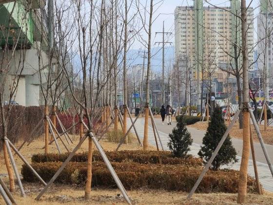 19일 오전 강원 춘천시 퇴계동 남춘천역 인근 인도를 따라 나무가 빼곡히 심겨 있는 모습. 박진호 기자