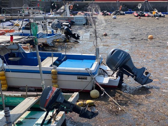 지난 20일 오후 1시 괭생이모자반이 제주 구엄포구내 바다의 절반 이상을 뒤덮은 모습. 포구내 배들이 스크루를 들어 올린 모습. 최충일 기자