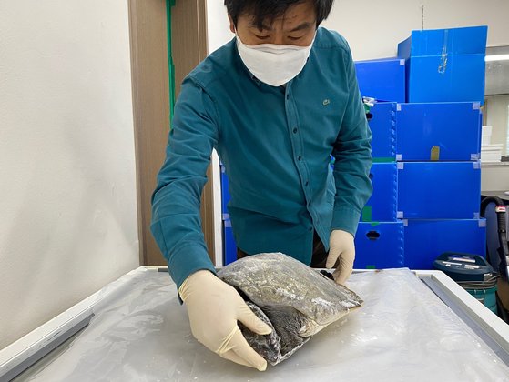 김병엽 제주대학교 해양과학대학 교수가 지난 9일 연구실에서 폐사한 푸른바다거북을 확인하고 있다. 최충일 기자