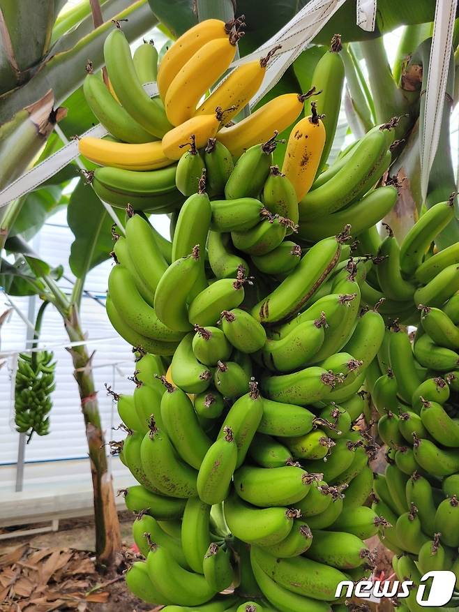전남산 바나나. © News1