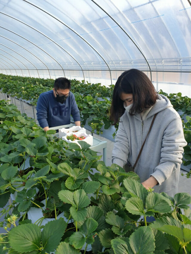 산돌팜 관계자들이 특대품 딸기를 수확하고 있다. 사진=한국서부발전