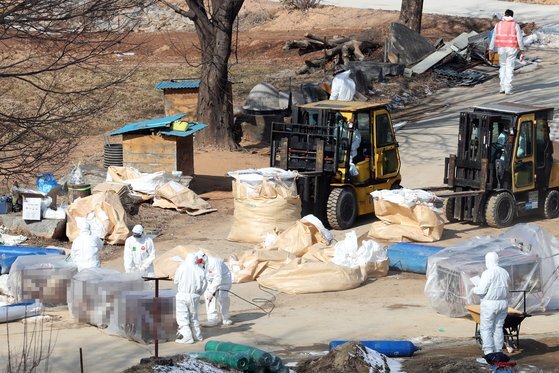 지난 19일 경기도의 한 산란계 농장에서 방역 관계자들이 살처분 작업을 하고 있다.   연합뉴스