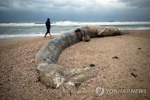 이스라엘 지중해변에 밀려와 죽은 몸길이 17ｍ 긴수염고래 [로이터=연합뉴스]