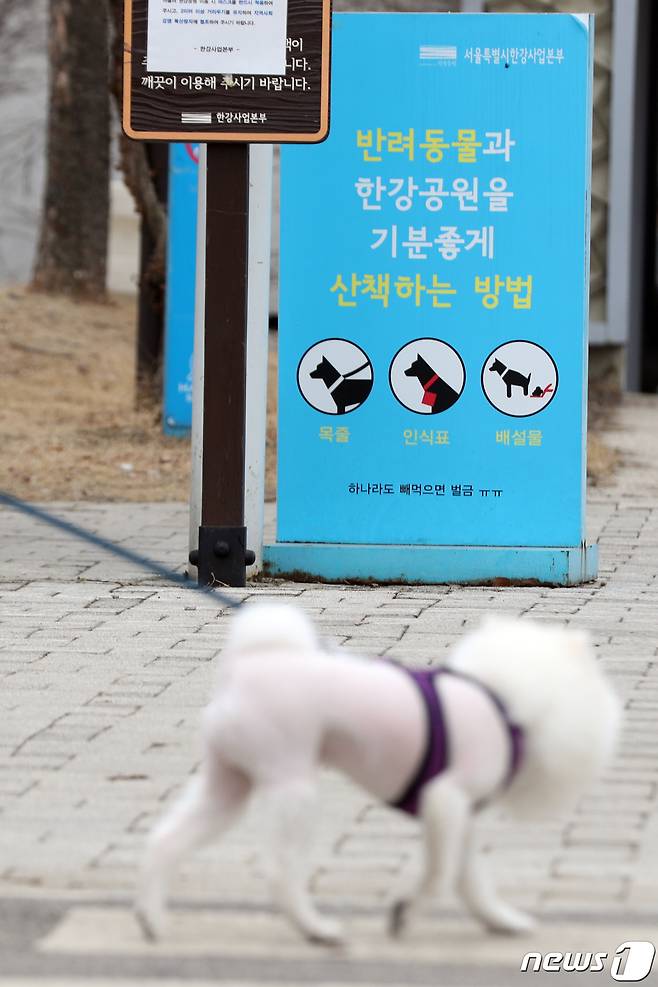 14일 오후 서울 영등포구 한강시민공원에서 반려견이 산책을 하고 있다. 2021.2.14/뉴스1 © News1 황기선 기자
