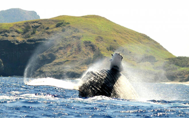 오가사와라의 매력 중 하나인 고래 등 해양생물