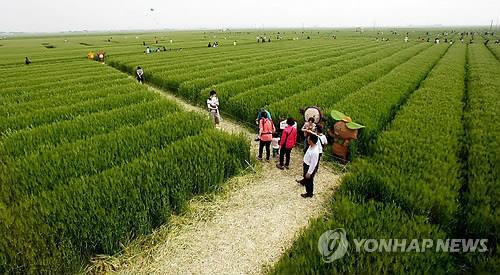 지평선 보리밭축제 행사장 [연합뉴스 자료사진]