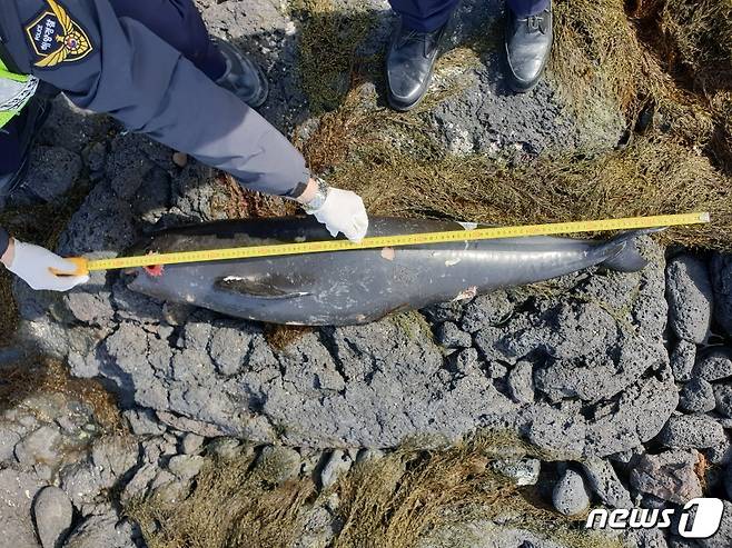 지난 23일 오후 제주 한림읍에서 해양보호생물종인 돌고래 상괭이 사체가 발견됐다.(제주해양경찰서 제공)2021.2.24/뉴스1© News1