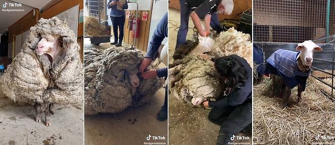 구조된 양 ‘버락’의 환골탈태. 틱톡 @edgarsmission