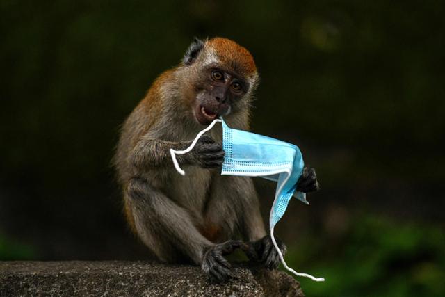 말레이시아의 한 동물원에서 원숭이가 마스크를 이리저리 살펴보고 있다. AFP 연합뉴스