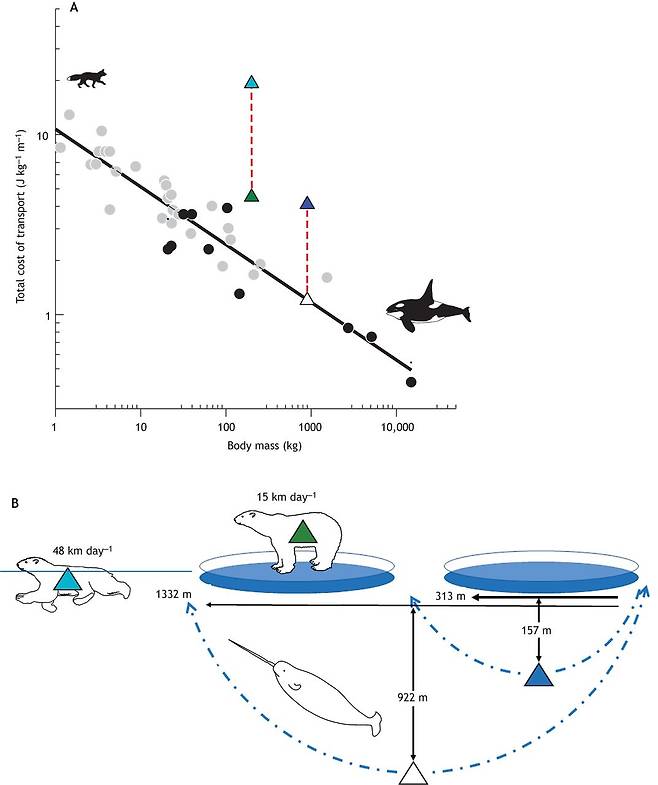 북극곰과 일각고래는 해빙의 소실로 더 많은 에너지를 소모할 수밖에 없게 됐다.(사진=실험생물학 저널)