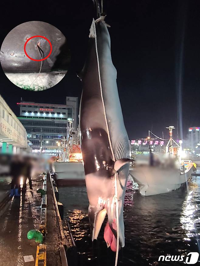 경북 포항해양경찰서는 작살 등에 찔려 죽은 밍크고래를 발견하고 수사에 나섰다. (포항해양경찰서제공)2021.2.26/© 뉴스1