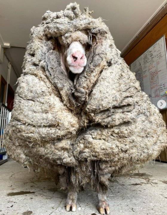 털을 깎기 전 바라크의 모습. [인스타그램]