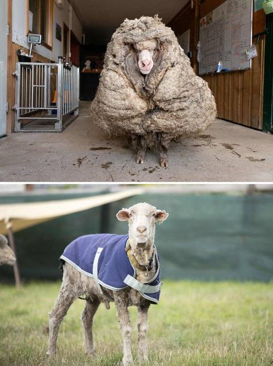 위 사진은 바라크가 털 제거를 하기 전. 아랫 사진은 털을 깎고 난 뒤 바라크의 모습. 제거된 털은 초등학교 5학년 아이 몸무게 정도였다고 한다. [AFP=연합뉴스]