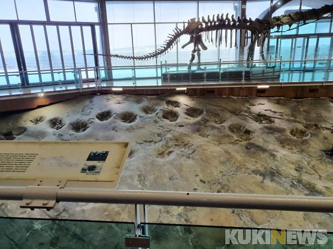 해남군 공룡박물관의 ‘해남 우항리 공룡‧익룡‧새발자국 화석’이 자연사 분야로는 처음으로 국가중요과학기술자료로 등재됐다.[사진=해남군]
