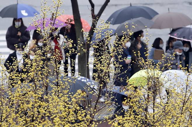 봄비가 내린 지난 25일 오후 광주 북구청 광장에 노란 산수유꽃이 활짝 폈다. [연합]
