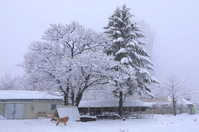 [인제=뉴시스]김동현 기자 = 1일 강원 인제군 북면 용대리에 많은 눈이 내려 나무 위에 눈이 쌓인 모습이다. 2021.03.01. (사진=인제군 제공) photo@newsis.com *재판매 및 DB 금지