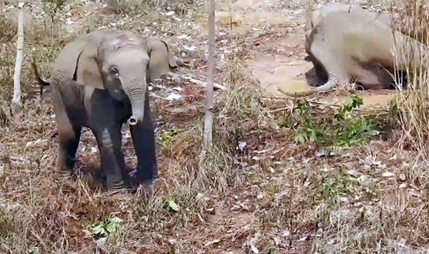 지난달 28일 새벽, 태국 동부 짠타부리주 깽 항 마에우 자연보호구역에서 암컷 야생 코끼리 한 마리가 쓰러졌다. 신고를 받고 출동한 태국국립공원야생동식물보호부 구조대는 그러나 쉽사리 현장에 접근하지 못했다.