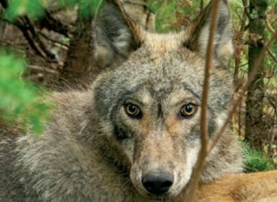 Voyageurs Wolf Project 제공