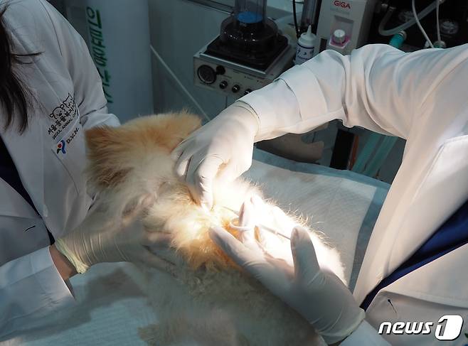 반려견에게 동물등록 내장칩을 시술하는 모습. 사진 서울시 제공 © 뉴스1